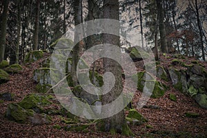 Rocks on a hill in a haunted forest.