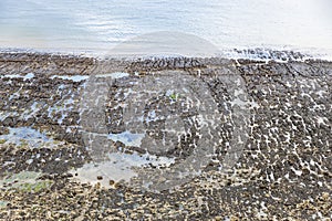 Rocks and iron sulphide mineral pyrite in the beach of Seven Sisters, England