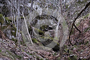 rocks and large stones covered with moss. dry bare trees grow on them