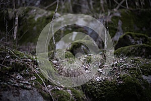 rocks and large stones covered with moss. dry bare trees grow on them