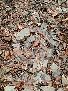 Rocks and leafs photo