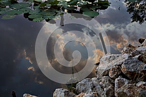 Rocks and lily pads with the sunset sky casted in the water