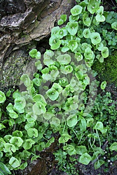 Rocks, Miner's Lettuce, Moss