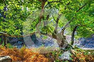 Rocks with moss and autumn in an old beech forest samothraki