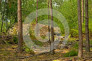 Rocks with moss in Ermenonville forest, oise