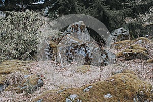 Rocks and moss in the forest