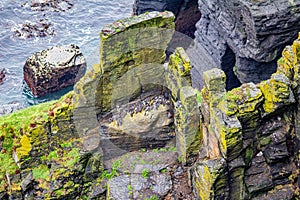 Rocks with moss by the sea with common Guillemot or common Murre birds