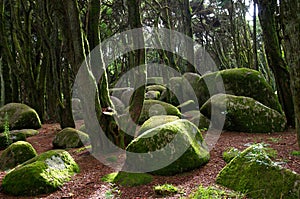 Rocks and moss in Sintra forest photo