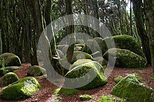 Rocks and moss in Sintra forest