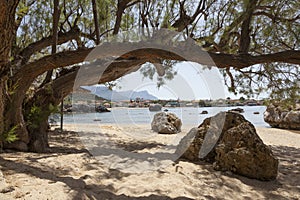 Rocks and old tree on stoupa beach on greek peninsula mani on pe