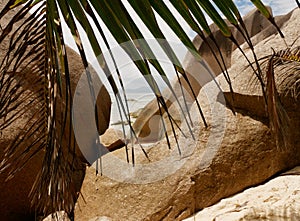 Rocks and palm leaf on the beach