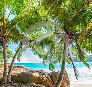 Rocks, palm trees and white sand in a tropical beach