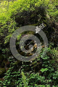 Rocks and plants in Altay photo