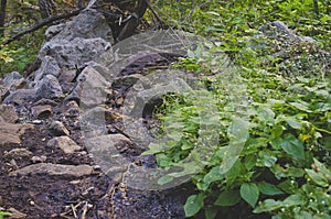 The rocks and plants on the forest floor