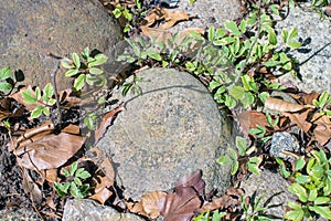 Rocks, plants and leaves, spring clean up time.