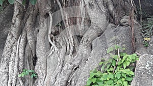 Rocks and Roots have been the highlight