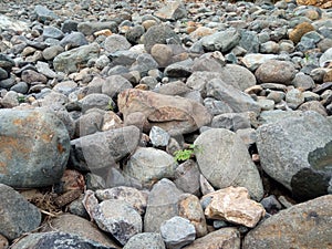 the rocks scattered in the river are very beautiful