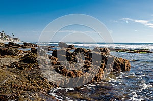 Rocks with sea critters at the beach