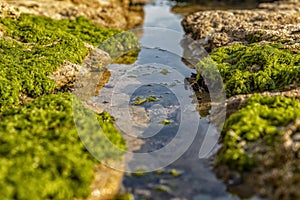 Rocks by the sea, with green algae and marine life. Estoril beach. Portugal