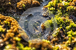 Rocks by the sea, with green algae and marine life. Estoril beach. Portugal