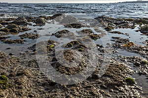 Rocks by the sea, with green algae and marine life. Estoril beach. Portugal