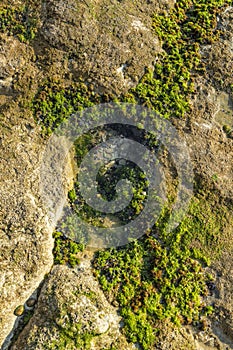 Rocks by the sea, with green algae and marine life. Estoril beach. Portugal