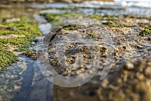 Rocks by the sea, with green algae and marine life. Estoril beach. Portugal