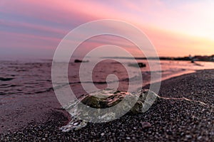 Rocks in the sea with a pink sunset