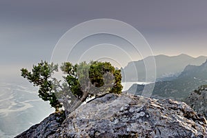 Rocks, sea, sky, clouds, juniper Bush on the cliff