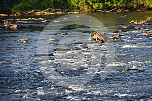 Rocks in the shallow water in the Catawba river.