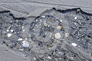 Rocks and shells in the sand, Sidney Spit, Gulf Islands National Park Reserve photo