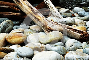 Rocks and Stumps