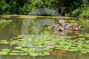Rocks and terrapin in a pond