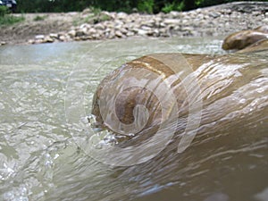 Rocks in the Torrent