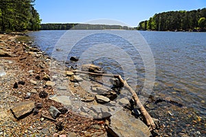 Rocks and tree branches and brown pine needles along the sandy beach of the lake surrounded by lush green trees and plants