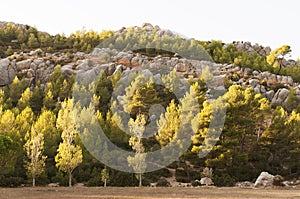 Rocks and trees