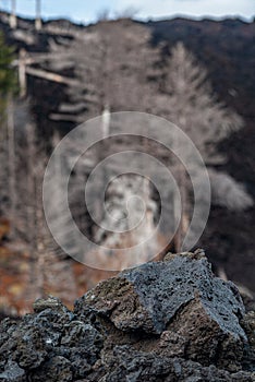 Rocks and trees burned by an eruption of the volcano