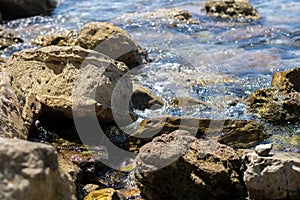 Rocks on tropical beach