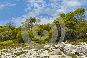 Rocks and the trres landscape