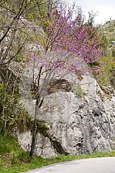 Fioritura un albero lungo montagna strada. 