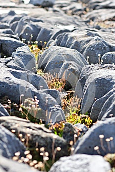 Rocks and vegetation on Doolin beach, county Clare, Ireland