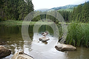 Skaly vo vode ako doplnok scenérie Vrbického jazera s odrazom okolia na jeho hladine