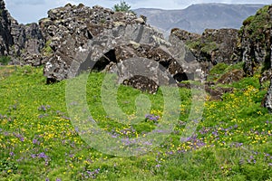 Rocks and wildflowers in Icelands Golden Circle