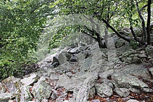 Rocks in Wooded Mountain