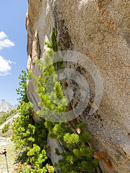 Rocks and young cedars in the Ergaki nature park. Siberian Sayans