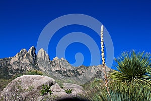 Rocks and yucca enhance Organ Mountains-Desert Peaks National Monument in New Mexico photo