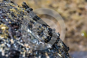 Rockskipper also known as combtooth blenny, ilot sancho island, Mauritius