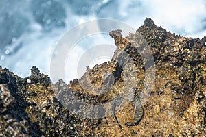 Rockskipper also known as combtooth blenny, resting on rocks on ilot sancho island, Mauritius