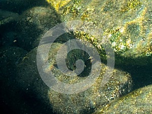Rockskipper fish in a rocky tidal pool 1