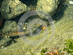 Rockskipper fish in a rocky tidal pool 2